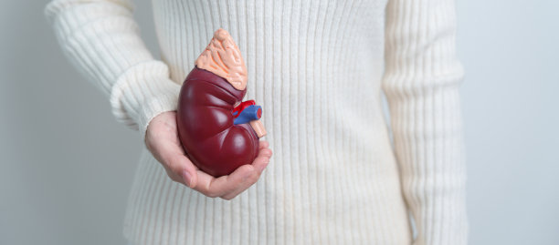 妇女持有解剖人体肾脏肾上腺模型。泌尿系统疾病和结石，癌症，世界肾脏日，慢性肾脏和器官捐赠日的概念图片下载