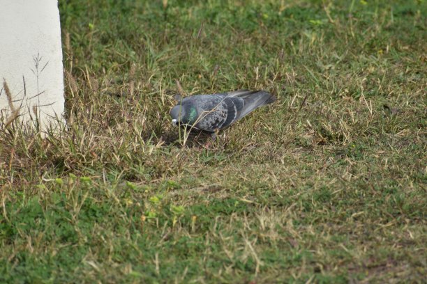 鸟类收藏图片下载