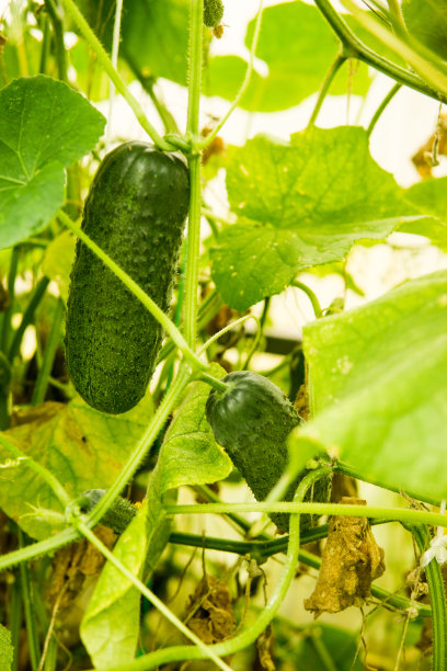 黄瓜挂在温室的树枝上。园艺的概念和乡村生活。图片下载