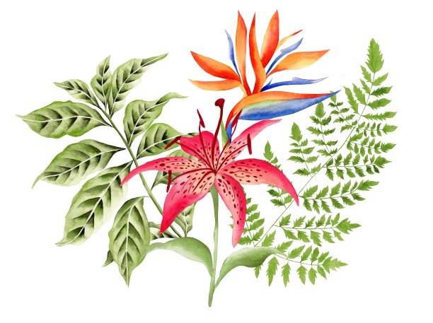 一束花，红百合图片下载