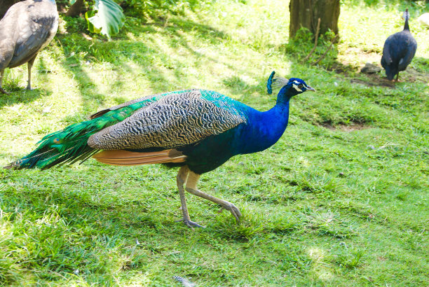 美丽的孔雀图片下载