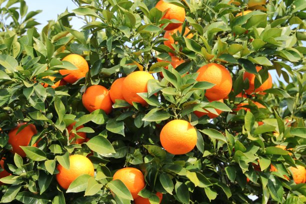 夏天的橙子图片下载