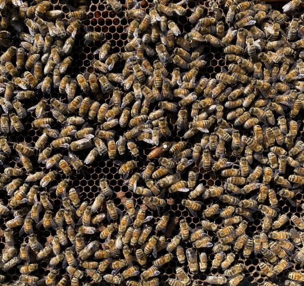 蜜蜂嗡嗡作响图片下载