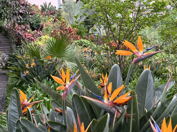 天堂鸟花(strelitzia reginae)在葡萄牙马德雷拉图片下载