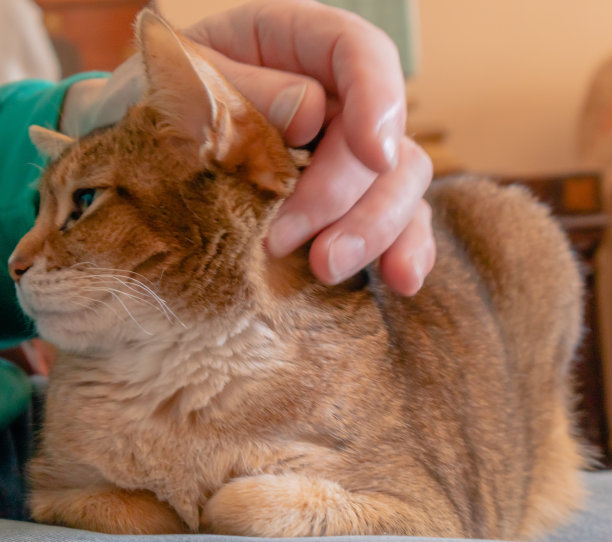 可爱的阿比西尼亚猫享受抚摸图片下载