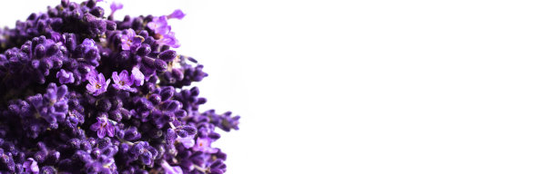 一束孤立的薰衣草花图片下载