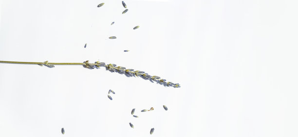 干燥的薰衣草花在白色上捆成一捆。图片下载