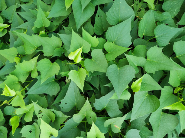 红薯叶图片下载