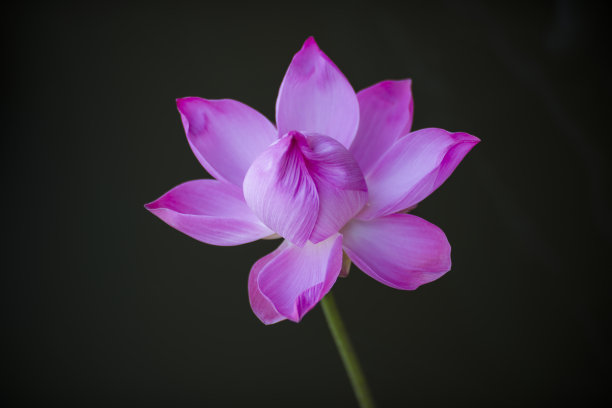 自然照片:荷花。这是美丽的花。图片下载