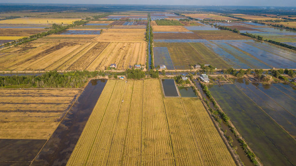 田江省金色稻田的抽象照片图片下载