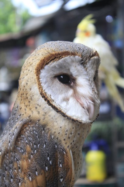 来自印度尼西亚的爪哇猫头鹰图片下载