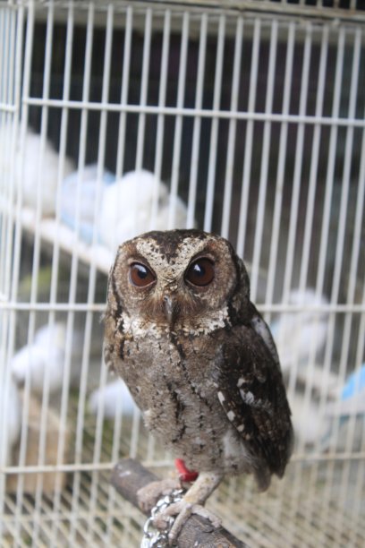 来自印度尼西亚的爪哇猫头鹰图片下载