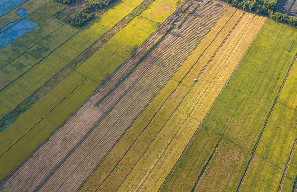 天江省成熟的稻田正在收割的航拍照片图片下载