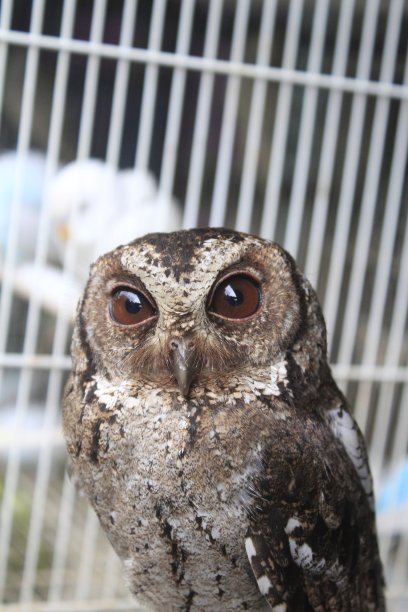 来自印度尼西亚的爪哇猫头鹰图片下载