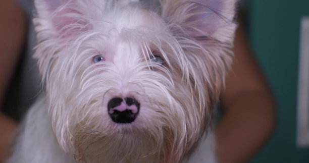 一只蓝眼睛的约克夏犬正看着镜头。一只毛茸茸的约克犬被抱在怀里，枪口对着镜头。美丽的蓝色眼睛看比厄约克夏梗。图片下载