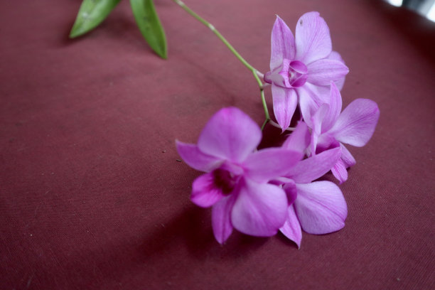 美丽的兰花图片下载