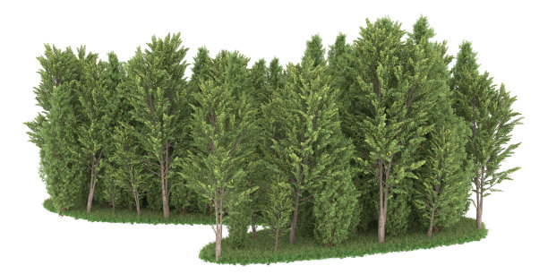 福雷斯特安排孤立的背景。三维渲染-插图描述图片下载