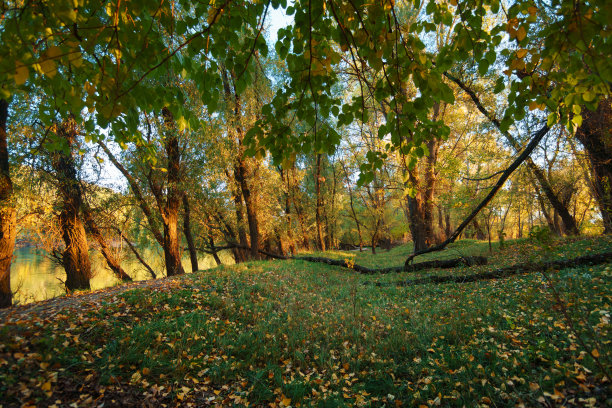 美丽的秋天风景，日落在森林里，明亮的阳光和长长的阴影，黄叶和树木图片下载