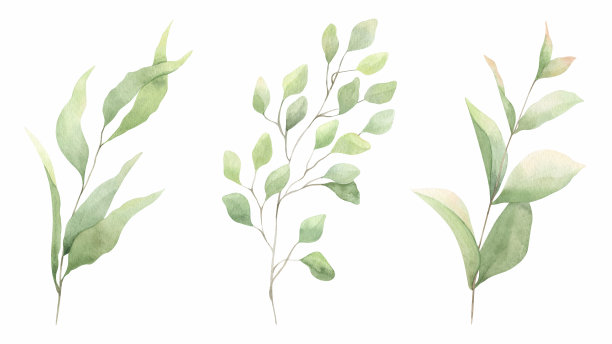 一组带有叶子的抽象绿色树枝。绿色叶子。手绘插图。用于婚礼请柬，明信片设计和文具。图片下载