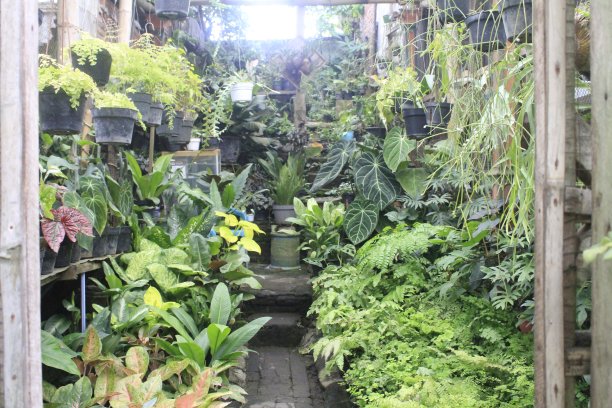 卖各种鲜花的花店图片下载