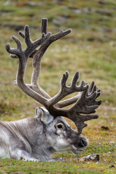 北美驯鹿图片下载