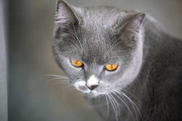 室内英国短毛猫图片下载