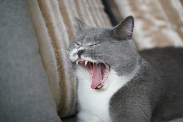 室内英国短毛猫图片下载