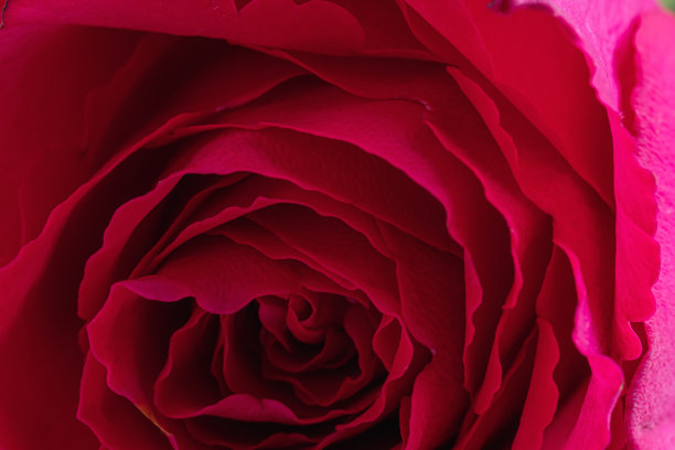 滴在红玫瑰的花瓣上。宏观照片。深粉色花瓣上的露珠。雨滴。图片下载