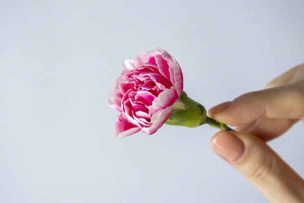 微距照片的一个粉红色康乃馨花在一个女人的手。图片下载