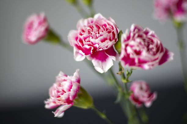 粉色背景上的粉色康乃馨图片下载