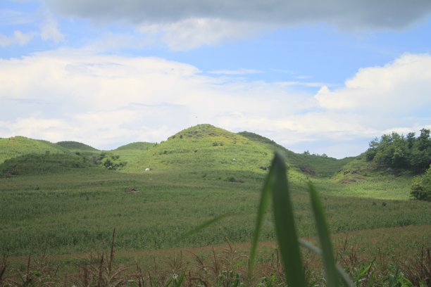Teletubis Hill, Kidul山，Corn Plant图片下载