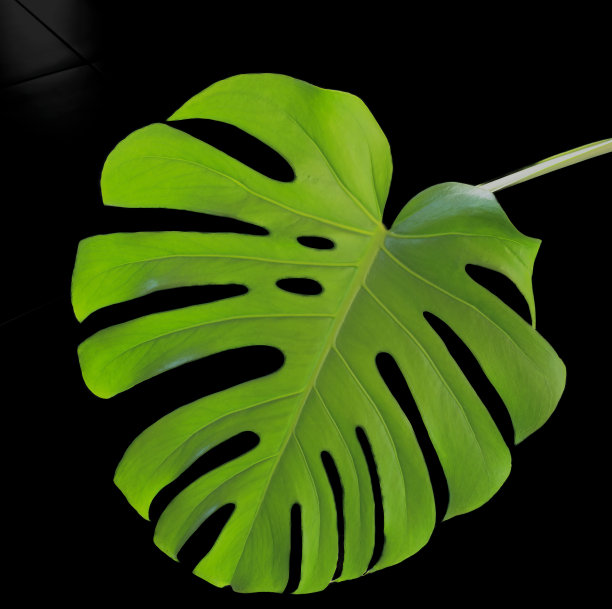 大的怪物叶，热带，植物性质与黑色背景和水滴图片下载