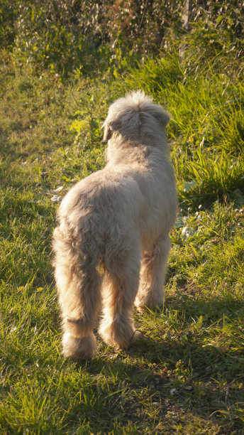 在田野里的毛茸茸的牧羊犬图片下载