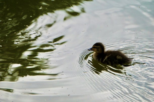一只棕色的小鸭子正在湖面上游泳。棕色的小鸭独自一人。一只孤独的小鸭子走着。上巴伐利亚州巴特艾布林的库尔帕克。图片下载