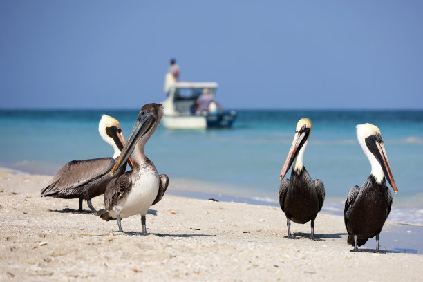 鹈鹕在大西洋海滩的沙滩上休息，背景是渔船图片下载