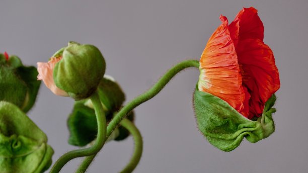 罂粟花图片下载