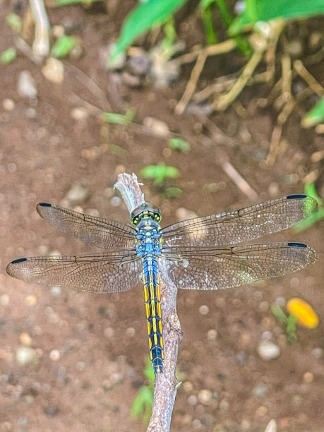 从上面图片下载