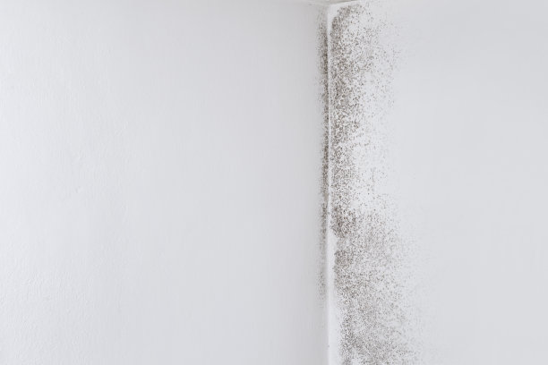 墙与模具，横幅背景与复制空间，击败模具和保存家园与专业的防模具产品和服务。专业的修复、耐购材料和涂料。图片下载