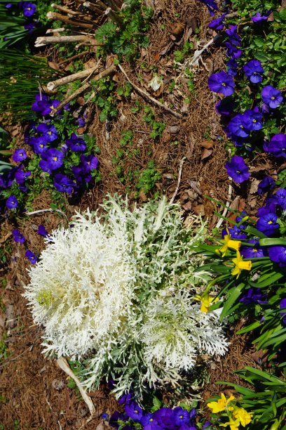 白色植物和紫色花朵图片下载