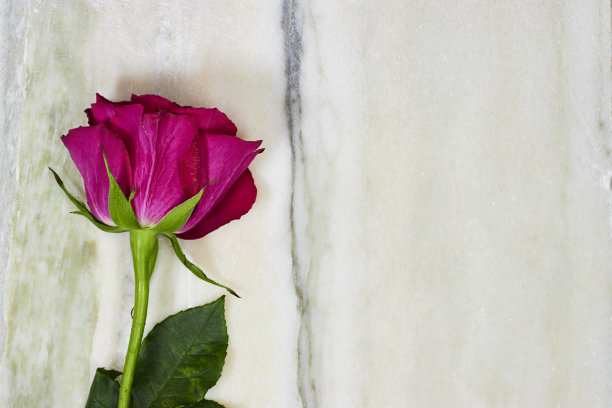 粉红玫瑰花上自然青绿，米色纹路大理石纹理有复制空间图片下载