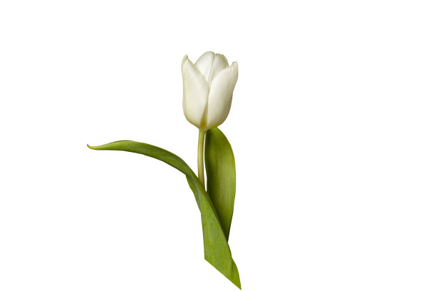白色背景上有一朵白色郁金香图片下载