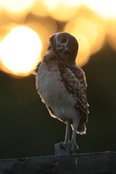 穴居猫头鹰(雅典娜)产于美国佛罗里达州珊瑚角图片下载