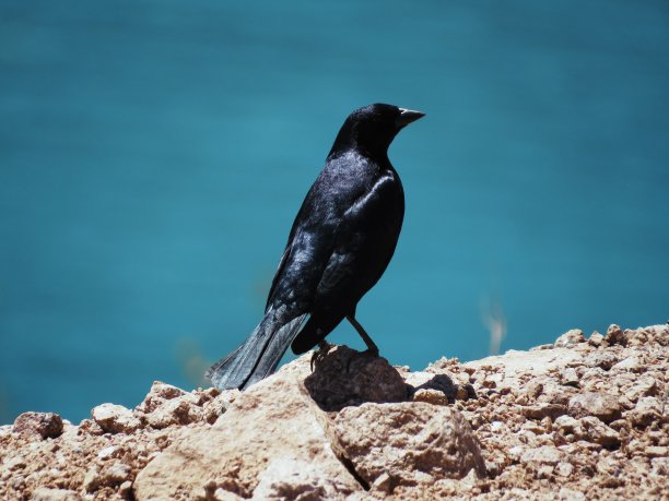 阿根廷门多萨的黑鸟图片下载