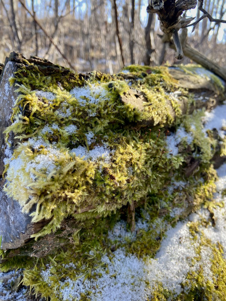 覆盖着雪白苔藓的树桩图片下载