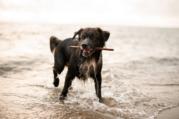 美丽的特写视图狗与木棍在沙滩上图片下载
