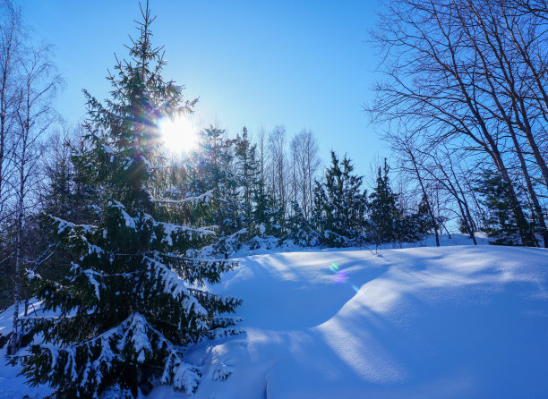 雪景天空下的树木图片下载