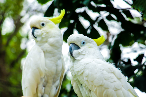 动物园里的一只凤头鹦鹉特写图片下载