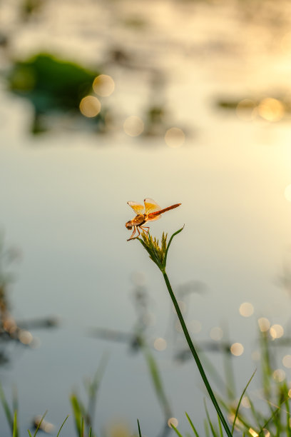 黄昏的阳光下，花园里的蜻蜓图片下载