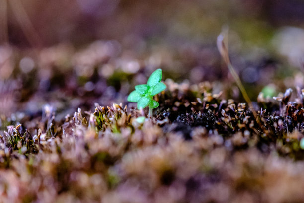 热带森林中的天然树苗图片下载