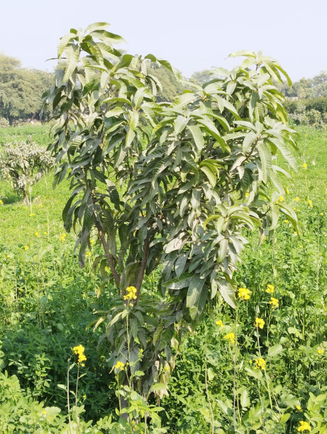 芒果树小和年轻的芒果植物果实芒果树mangifera indica sindhri未成熟的芒果植物与绿叶mangueira aam darakht manguier arbolt芒果果实开花的温暖条件下，植物查看图像图片资料照片图片下载